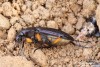 střevlík zrnitý (Brouci), Carabus granulatus, Carabidae, Carabinae (Coleoptera)
